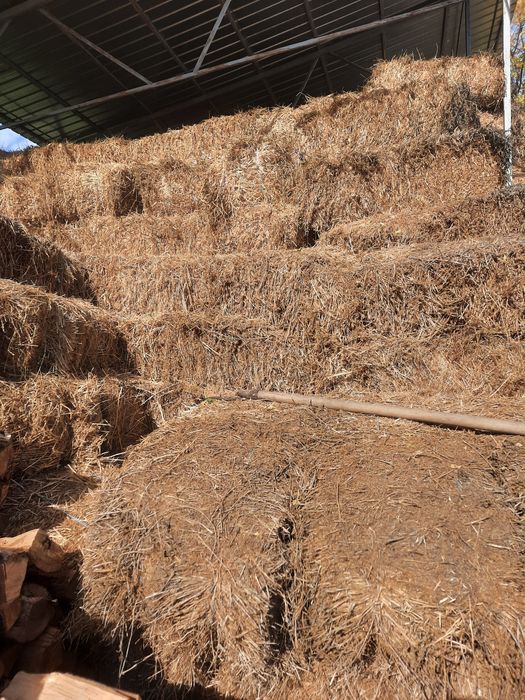 Vând baloți de lucernă