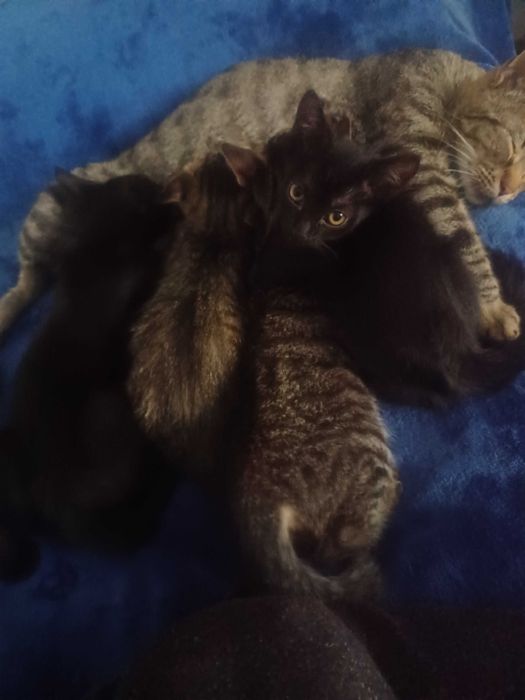 Donez pisoi, 2 luni si jumatate