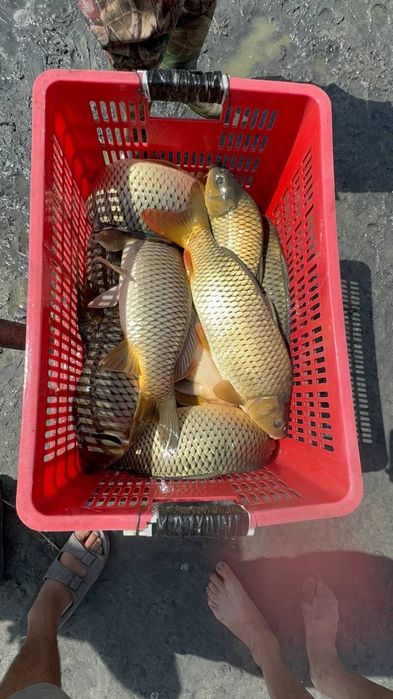 Балик бор Сазан ёғсиз хидсиз Baliq оптом нархларда Тош Ш Даставка бор