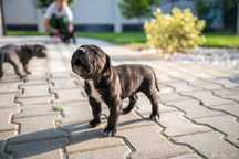 Rezervare catei cane corso