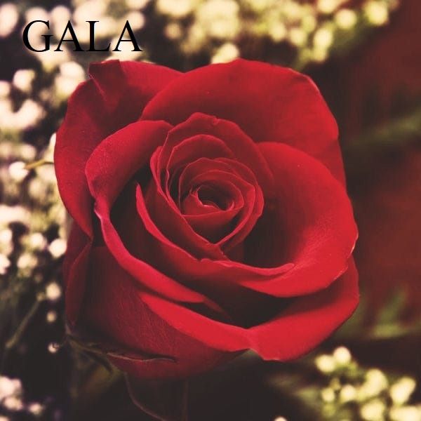 Trandafiri pomisori, diverse culori. 140 cm. Se livreaza in toata tara