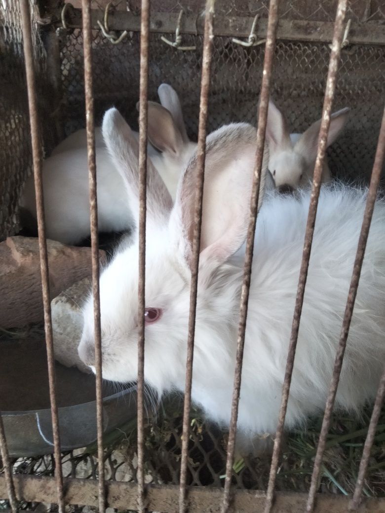 Продам кроликов породистых
