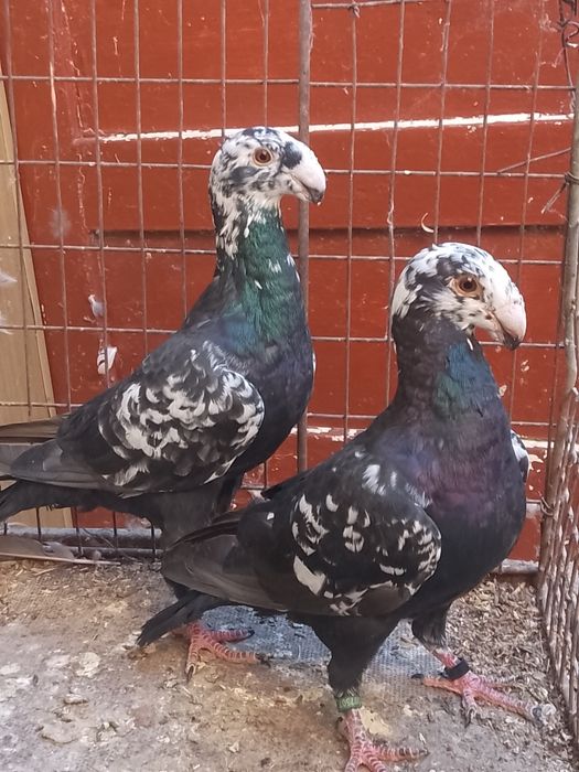 10 germani la ofertă