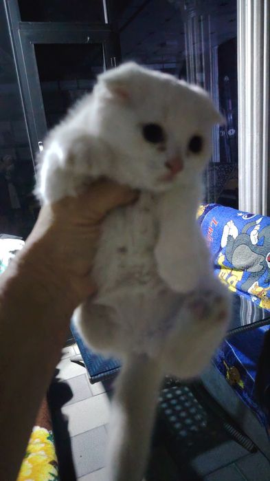 Кошечки шатлагские