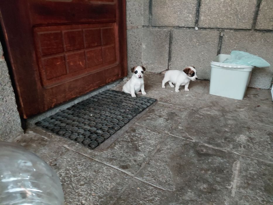 Джак Ръсел териер