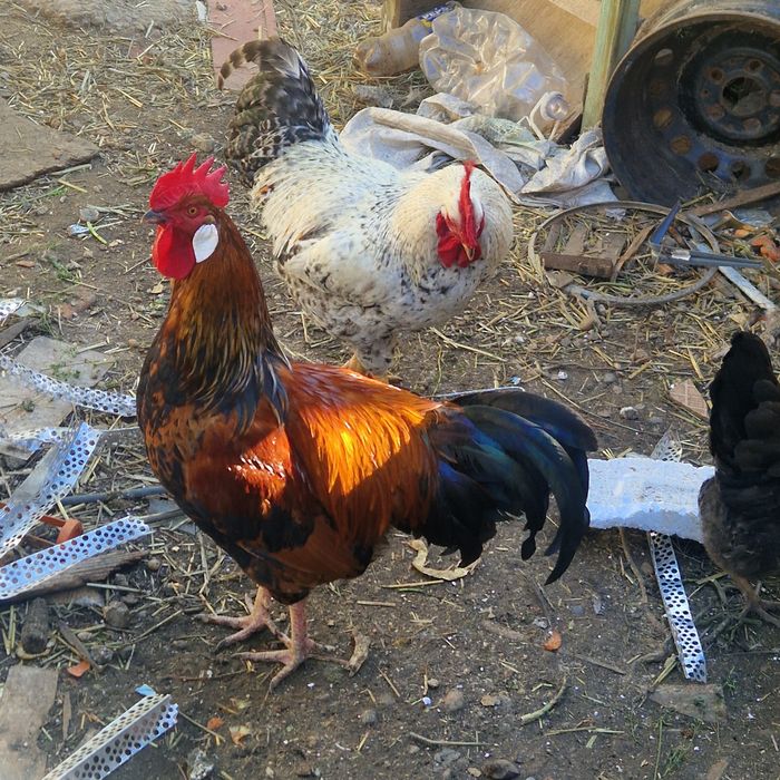 Cocoși Austrolorp si Brahma