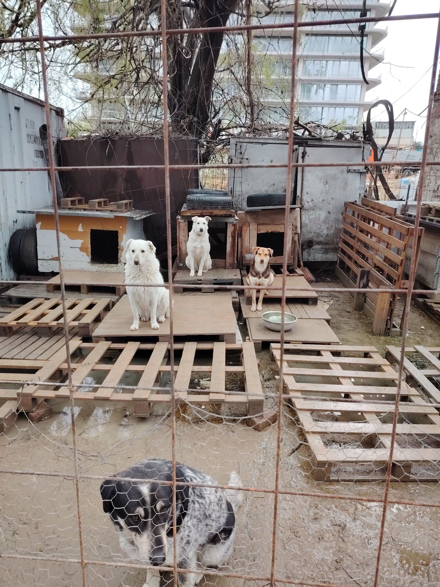 Ofer spre adoptie catei numai iubitorilor de animale,