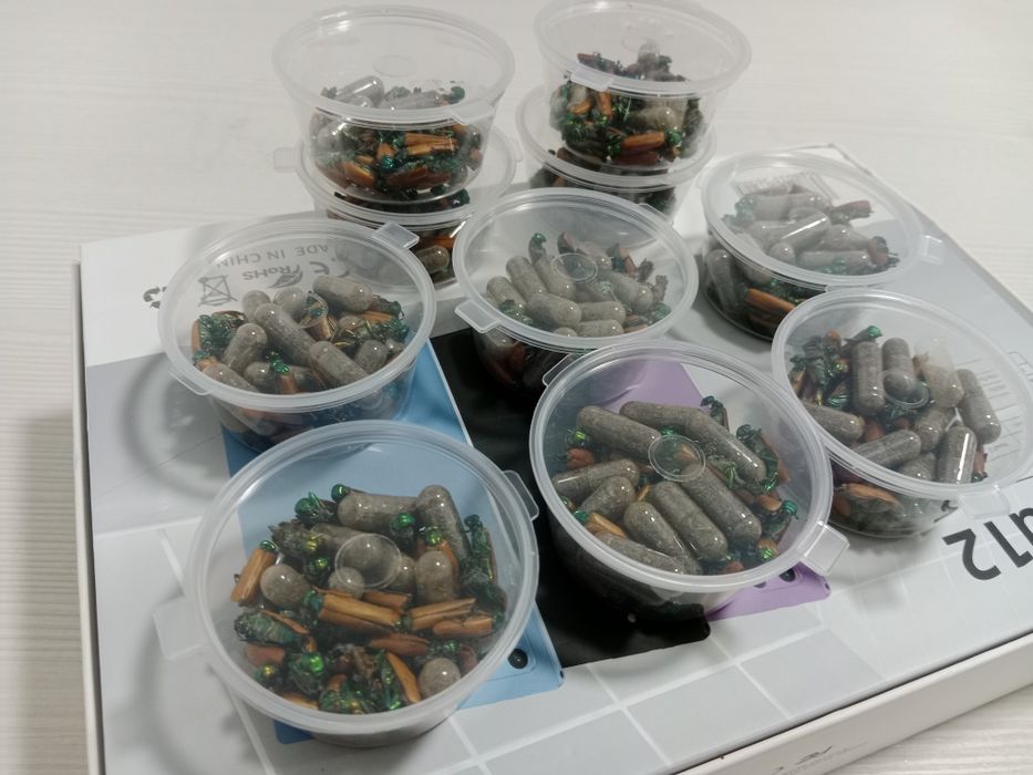 Алтын коныз   Майски жук золотой жук