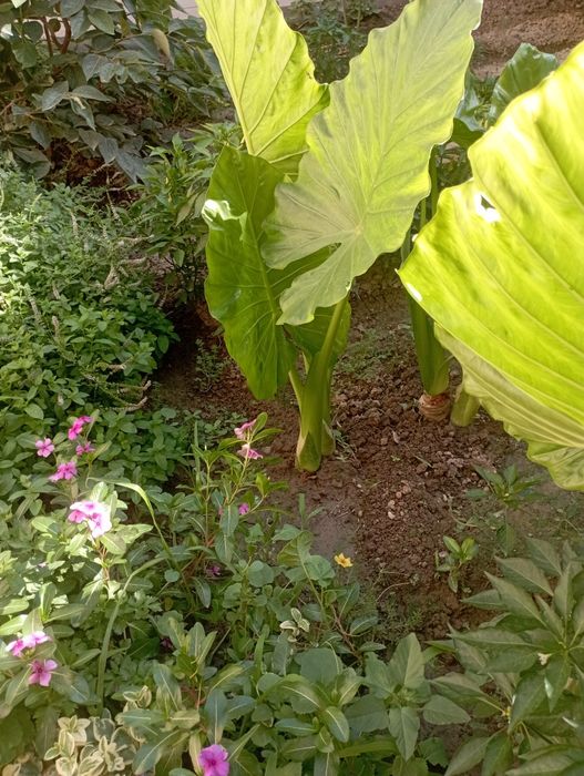 Цветкы АРМА для огорода.