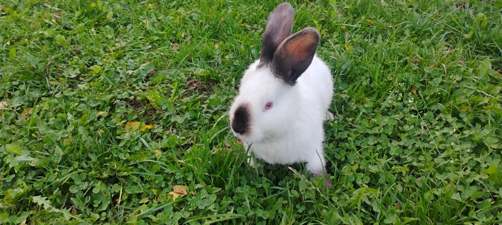 Californieia cu butul negru și   labuțele negre