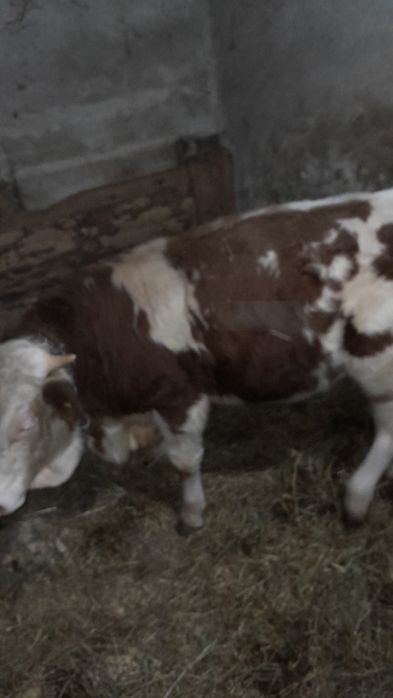 Vând viel pt abatorizare