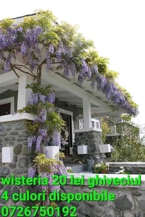 Wisteria -Magia florilor in gradina ta!