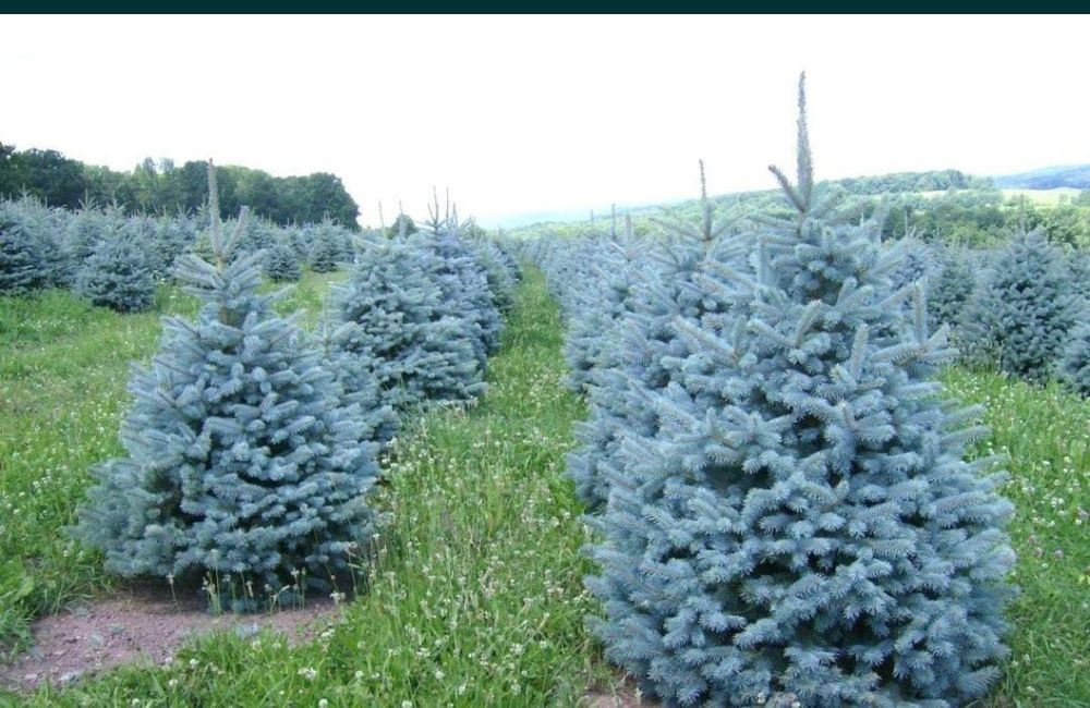 Ель голубая саженцы липа рябина  ёлка сосна дуб
