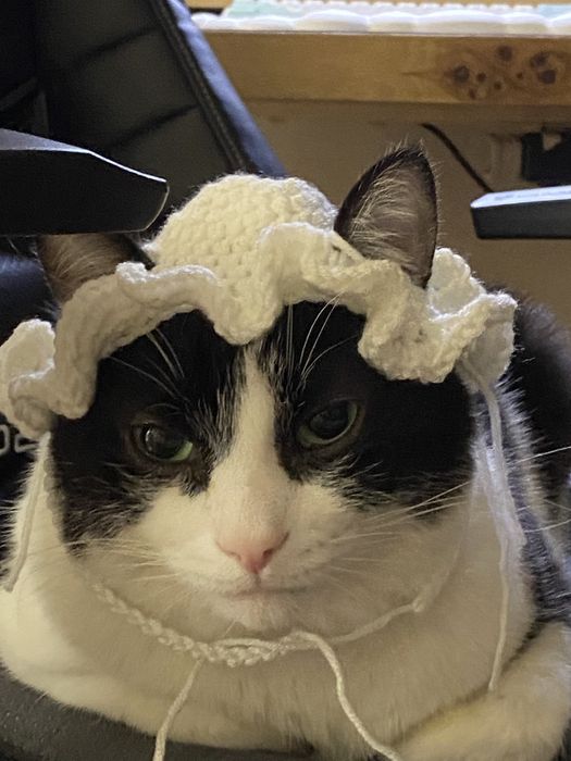 Отдам кота в добрые руки