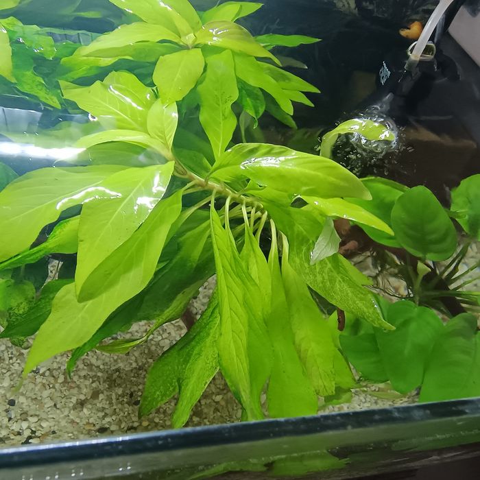 Plante acvariu mari