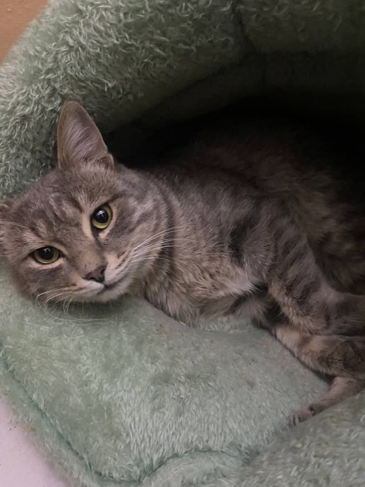 Пропал кот Паштет на Ташсельмаше. Помогите вернуть!