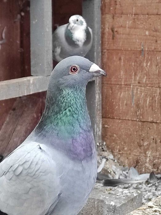 Vand porumbei voiajori sport