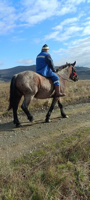 Vând iapă semigrea