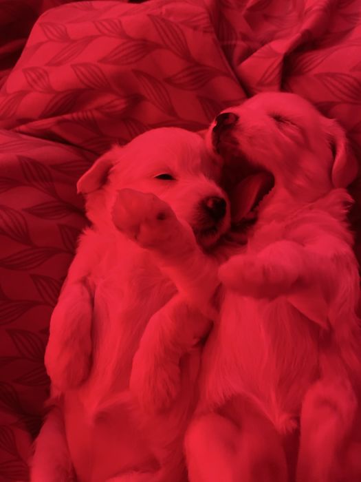 Dau pui de bichon