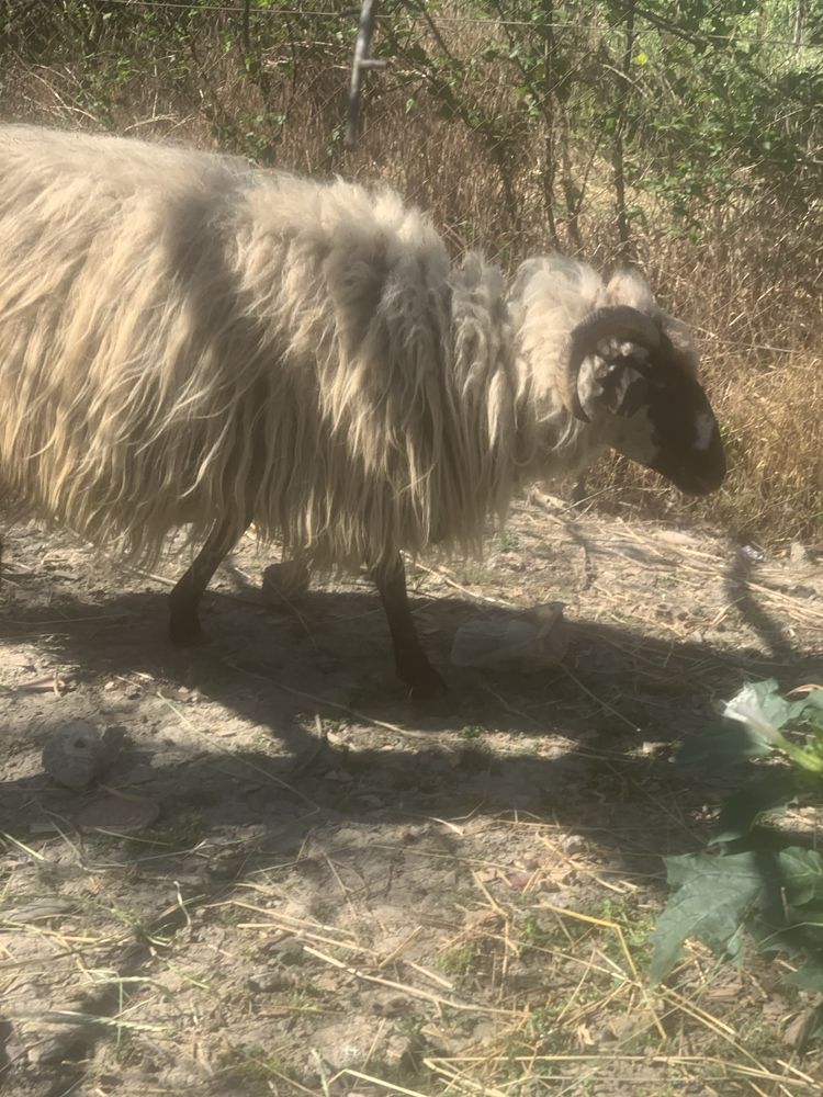 Vând doua oi un berbec si trei miei