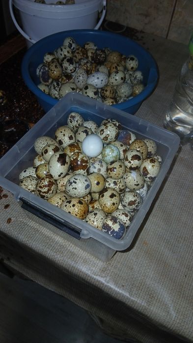 Vând oua de prepelițe proaspete !