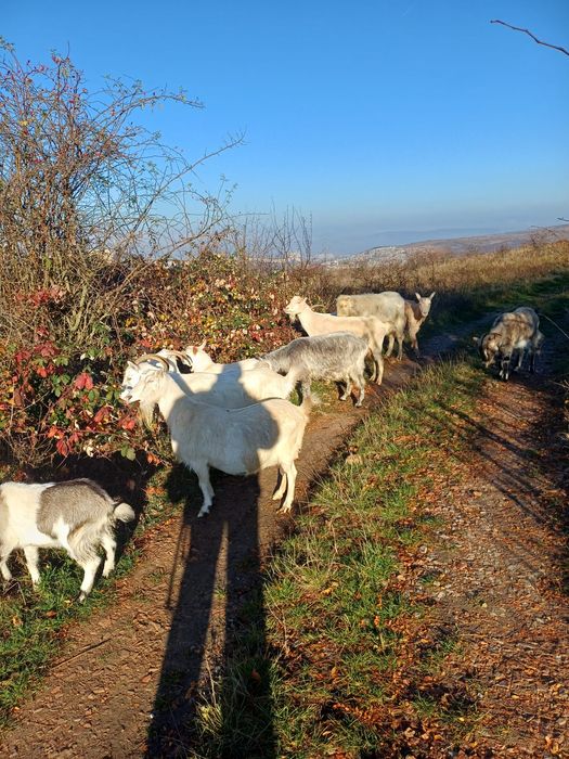 Vand 7 capre un tap si 7 iezi