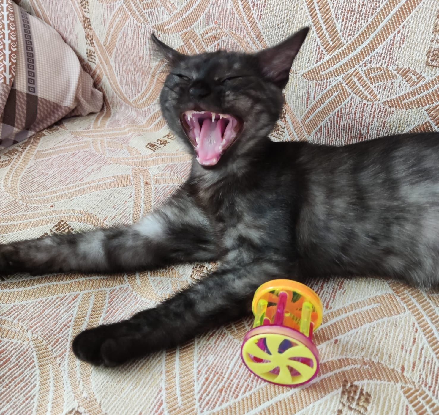 Котенок девочка в добрые руки