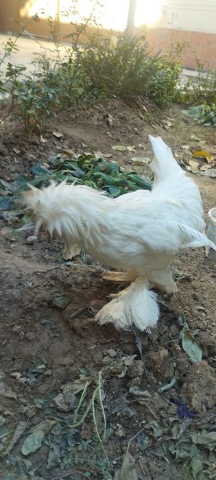 товук тоза зот чатишиб кетмаган