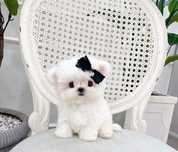 Bichon Maltez Mini Toy