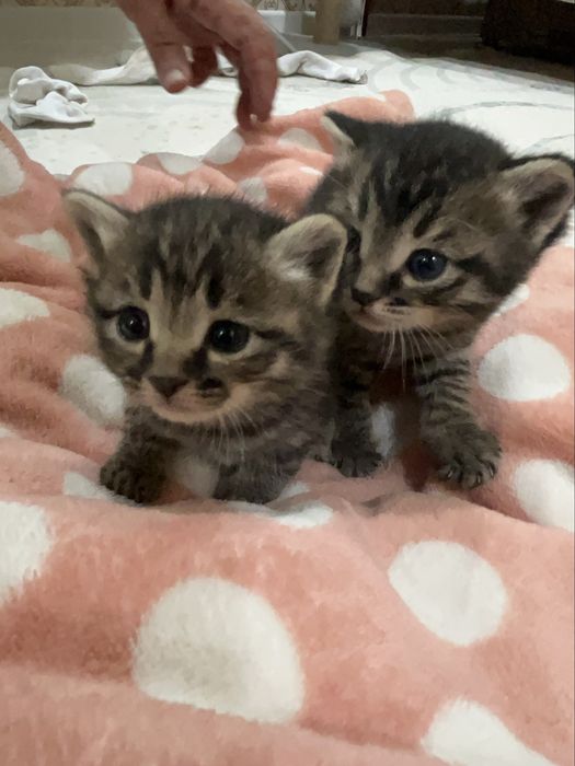 котята, 1.5 месяца, девочки
