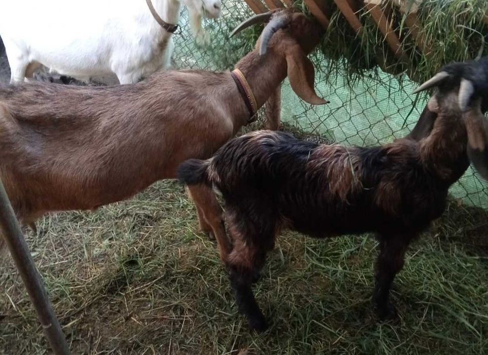 Capre de vanzare rasa AngloNubiana