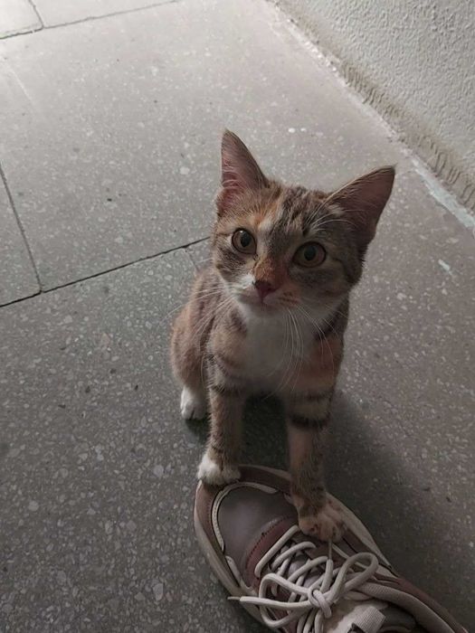Котенок ищет дом