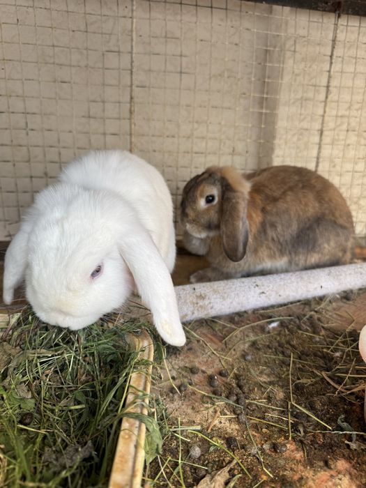 Продается пара декоративных  кроликов