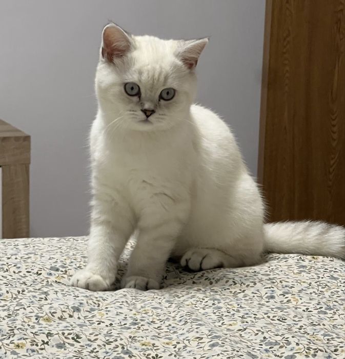 Baietel British Shorthair