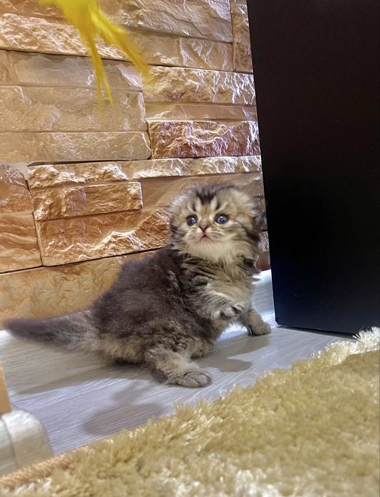 Шотланский Скотиш Фолд!