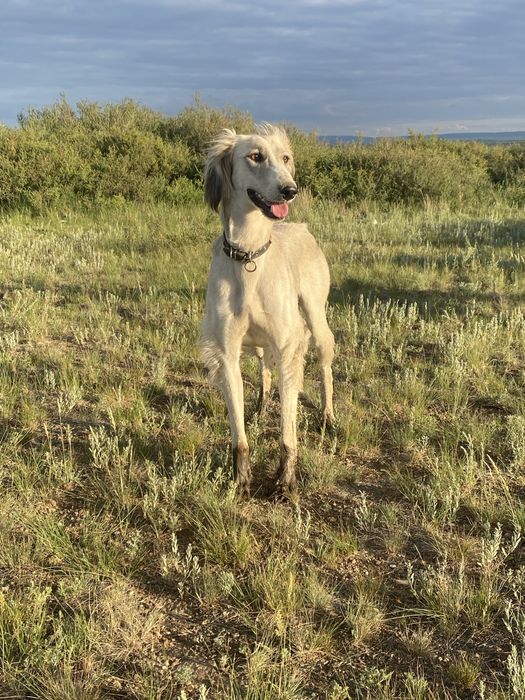 Тазы 4 жасар ауызданған ұрғашы