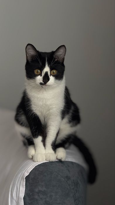 отдам в добрые руки