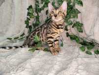 Vand fetita Bengal cu pedigree