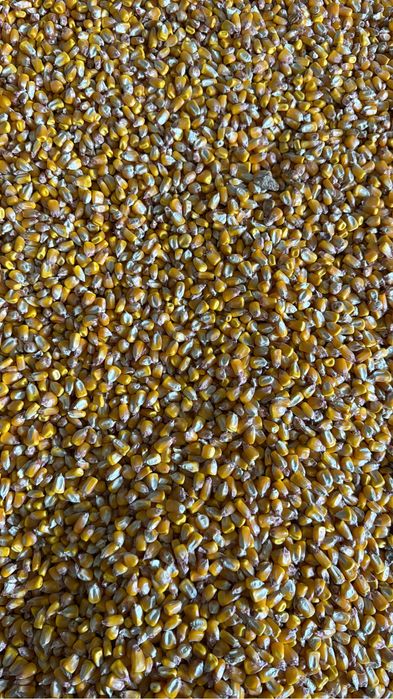 Porumb, cereale cu livrare domiciliu