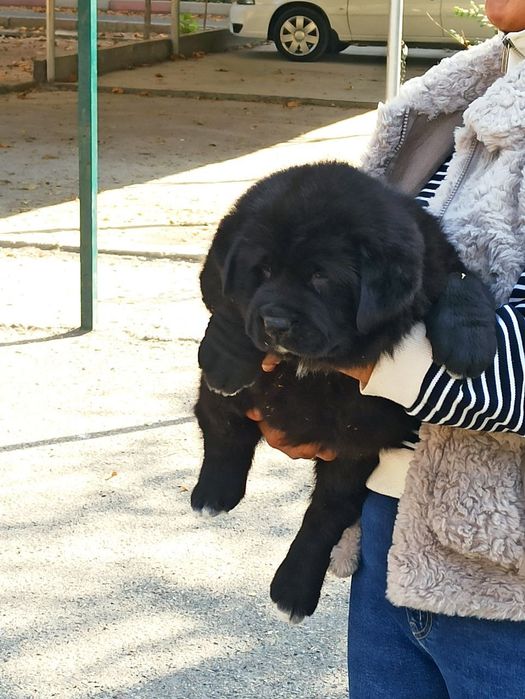 Шенок алабаев чистокровные