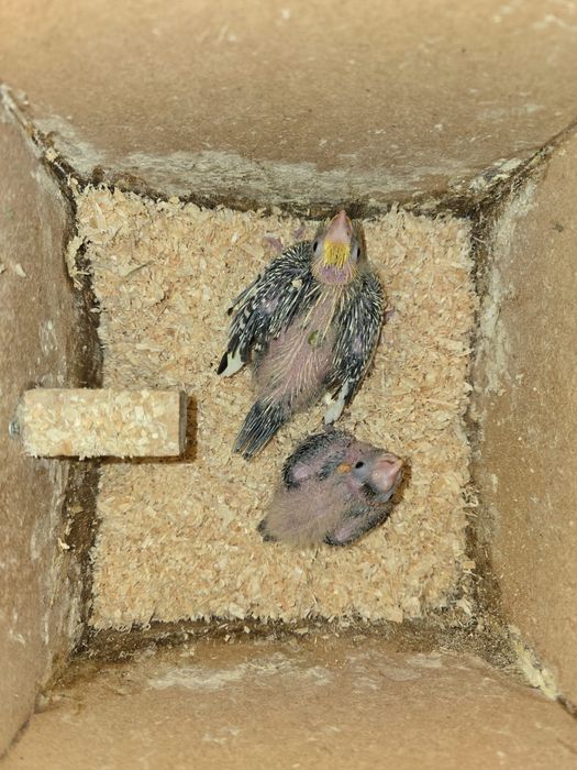 Pui nimfa de crescut la seringa