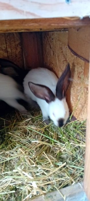 De vânzare uriaș de Transilvania