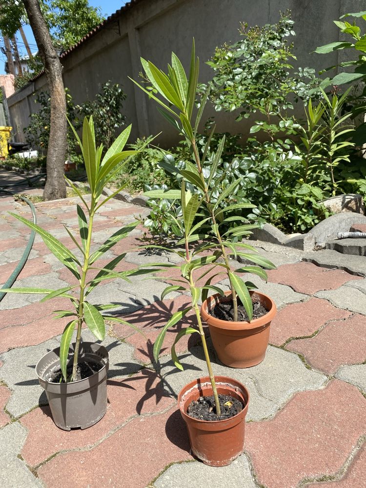 Plante decorative sansevieria/leandru