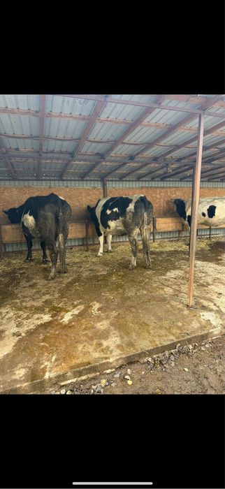 Vaci de vanzare, comuna ciolanesti judetul teleorman !