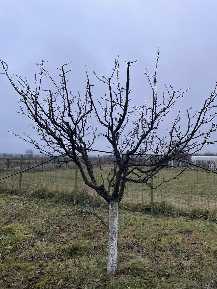 Cosmetizare / taiere pomi fructiferi!