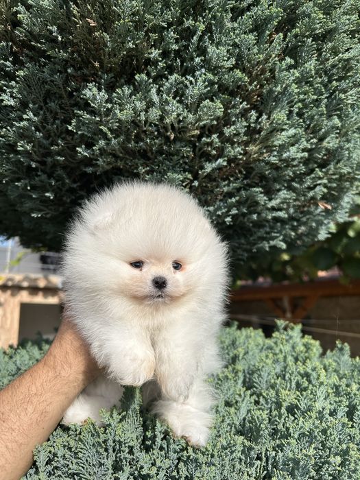 Уникално мини момче