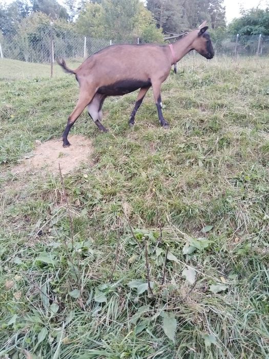 De vanzare capra alpina franceză