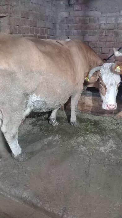 Vaca de vânzare, gestanta in 7 lun Sangeri