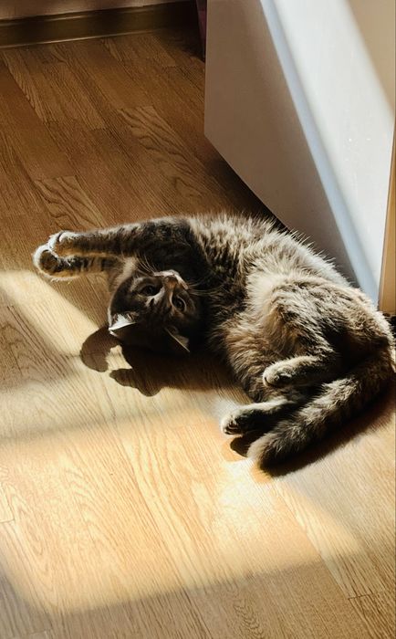 Дарю кошку породы скотти страйт