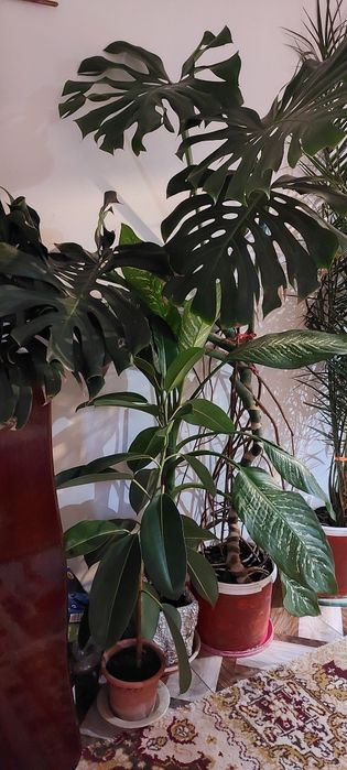 Vand plante de apartament in Moreni. Pret de la 20 ron